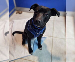 Labrador Retriever-Unknown Mix Dogs for adoption in Walnutport, PA, USA