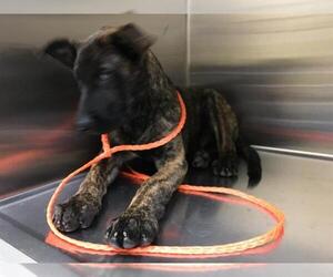 Holland Shepherd Dogs for adoption in Orange, CA, USA