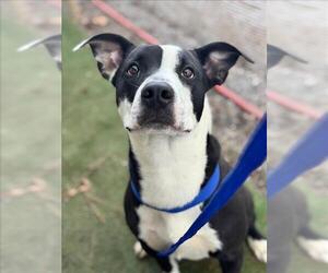 American Staffordshire Terrier-Unknown Mix Dogs for adoption in Woodland, CA, USA
