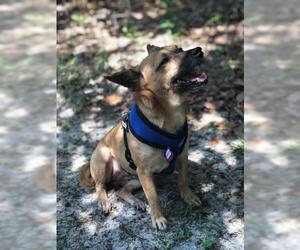 Shiba Inu Dogs for adoption in Freeport, FL, USA