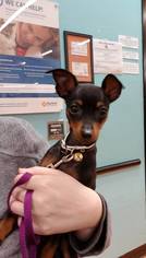 Miniature Pinscher Dogs for adoption in Tenafly, NJ, USA