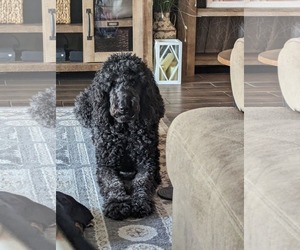 Poodle (Standard) Dogs for adoption in McKinney, TX, USA