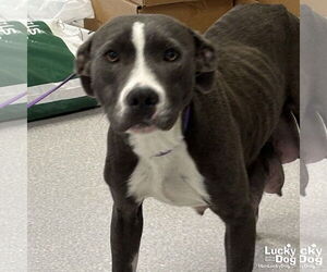 Labrador Retriever-Unknown Mix Dogs for adoption in Washington, DC, USA