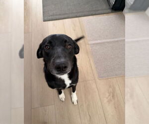 Labrador Retriever-Unknown Mix Dogs for adoption in Sandy, UT, USA