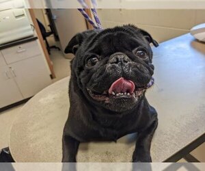 Pug Dogs for adoption in Springfield, MA, USA