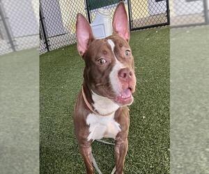 American Bulldog-Unknown Mix Dogs for adoption in Tavares, FL, USA