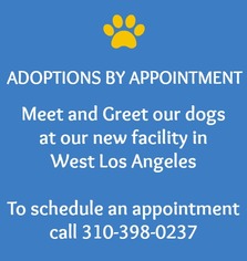 Bichon Frise Dogs for adoption in Los Angeles, CA, USA