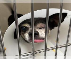 Chihuahua-Unknown Mix Dogs for adoption in Las Vegas, NV, USA