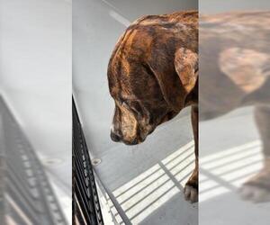 Mutt Dogs for adoption in Houston, TX, USA