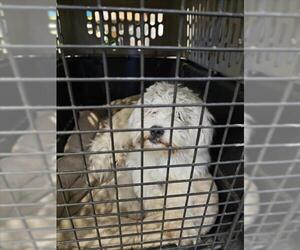 Maltese Dogs for adoption in Tracy, CA, USA