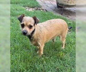 Chihuahua-Unknown Mix Dogs for adoption in The Woodlands, TX, USA