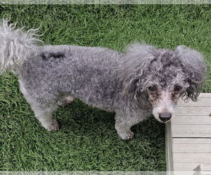 Poodle (Miniature) Dogs for adoption in Oakhurst, NJ, USA