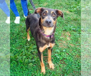 Doberman Pinscher-Unknown Mix Dogs for adoption in New Oxford , PA, USA