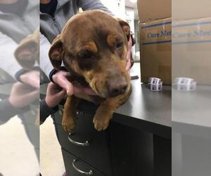 Dobie-Basset Dogs for adoption in Pierceton , IN, USA