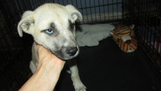 Alaskan Husky-Labrador Retriever Mix Dogs for adoption in Rocky Mount, NC, USA