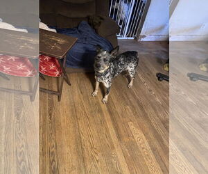 Mutt Dogs for adoption in Garden City, NY, USA