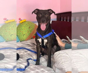 Mutt Dogs for adoption in Crete, IL, USA