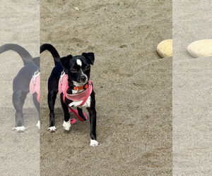 Italian Greyhuahua Dogs for adoption in San Francisco, CA, USA