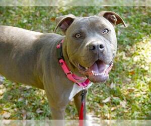 Staffordshire Bull Terrier-Unknown Mix Dogs for adoption in Tallahassee, FL, USA