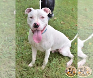 American Bulldog-Unknown Mix Dogs for adoption in Mt Vernon, IN, USA