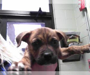 American Pit Bull Terrier Dogs for adoption in Tulsa, OK, USA