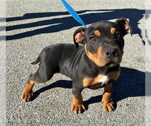 Rottweiler Dogs for adoption in Rancho Cucamonga, CA, USA
