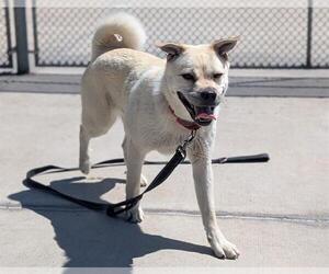 Shiba Inu-Unknown Mix Dogs for adoption in Denver, CO, USA