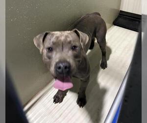 Mutt Dogs for adoption in Bakersfield, CA, USA