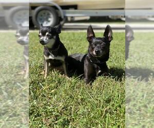 Chipin Dogs for adoption in Sarasota, FL, USA