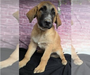 Anatolian Shepherd-Saint Bernard Mix Dogs for adoption in Lakewood, CO, USA