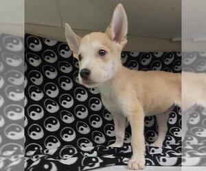 Siberian Husky-Unknown Mix Dogs for adoption in HESPERIA, CA, USA