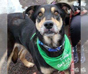 Mutt Dogs for adoption in Washington, DC, USA