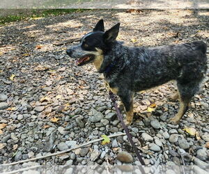 Mutt Dogs for adoption in Paso Robles, CA, USA