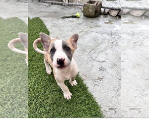 Mutt Dogs for adoption in Tracy City, TN, USA