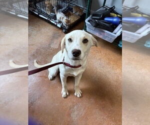 Labrador Retriever-Unknown Mix Dogs for adoption in Bolivar, MO, USA