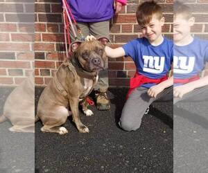 Bullboxer Pit Dogs for adoption in Brooklyn, NY, USA