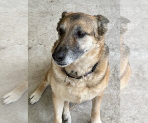 German Shepherd Dog Dogs for adoption in New Hill, NC, USA