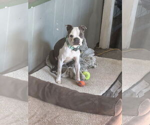 Boston Terrier Dogs for adoption in Huntington Beach, CA, USA