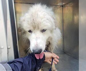 Great Pyrenees Dogs for adoption in Conroe, TX, USA