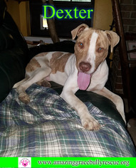 Medium Photo #1 American Staffordshire Terrier-Labrador Retriever Mix Puppy For Sale in Pensacola, FL, USA