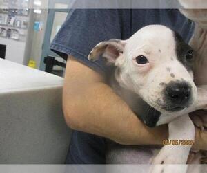 American Pit Bull Terrier-Unknown Mix Dogs for adoption in Oklahoma City, OK, USA