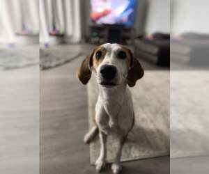 Beagle-Unknown Mix Dogs for adoption in Sanderson, FL, USA