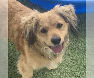 Dorgi Dogs for adoption in Camarillo, CA, USA