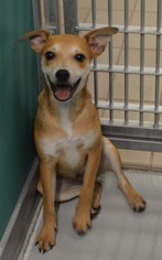 Mutt Dogs for adoption in Bryan, TX, USA