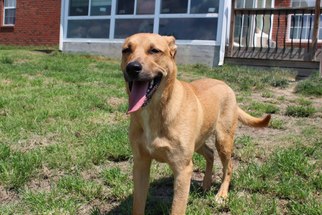 Mountain Cur-Unknown Mix Dogs for adoption in Tuskegee, AL, USA