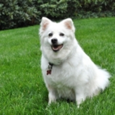 American Eskimo Dog Dogs for adoption in Southeastern, PA, USA