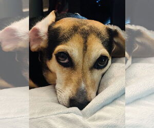 Beagle Dogs for adoption in Tampa, FL, USA