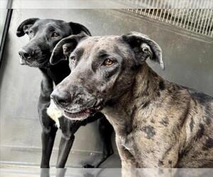 Great Dane Dogs for adoption in San Bernardino, CA, USA