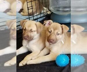 Mutt Dogs for adoption in Washougal, WA, USA