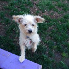 Mutt Dogs for adoption in Eugene , OR, USA